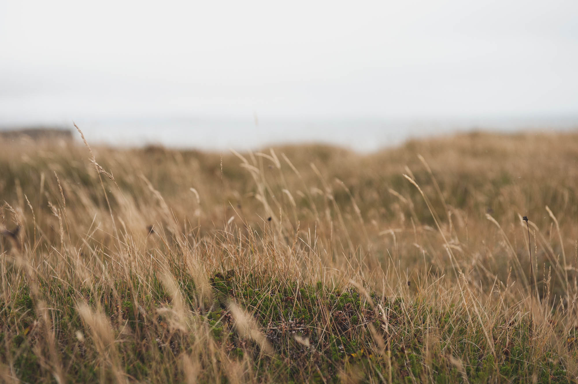 A close up of a field in the Snæfellsnes peninsula of western Iceland
